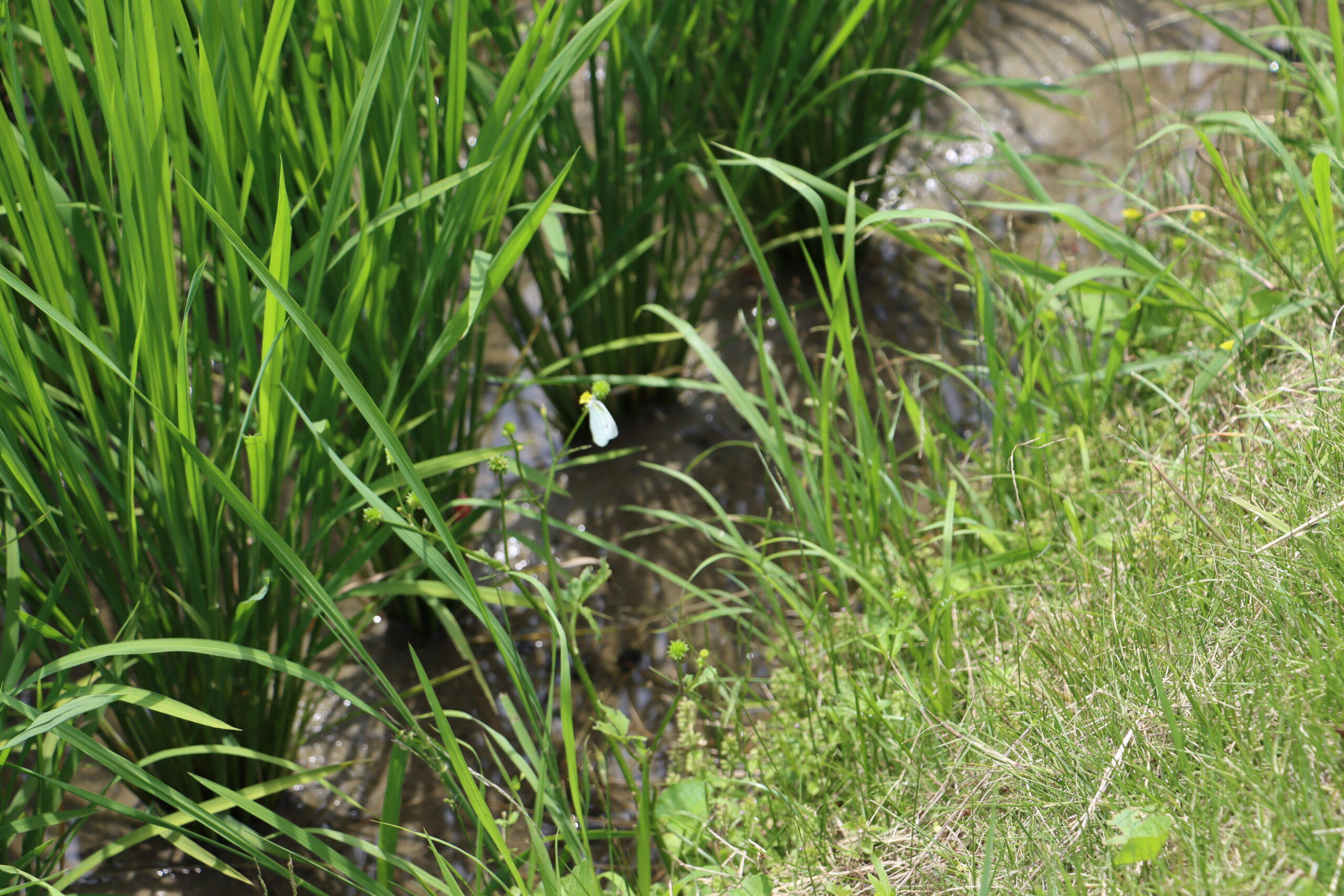 田植え